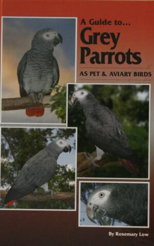 A Guide to Grey Parrots