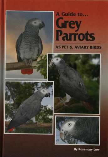 A Guide to Grey Parrots