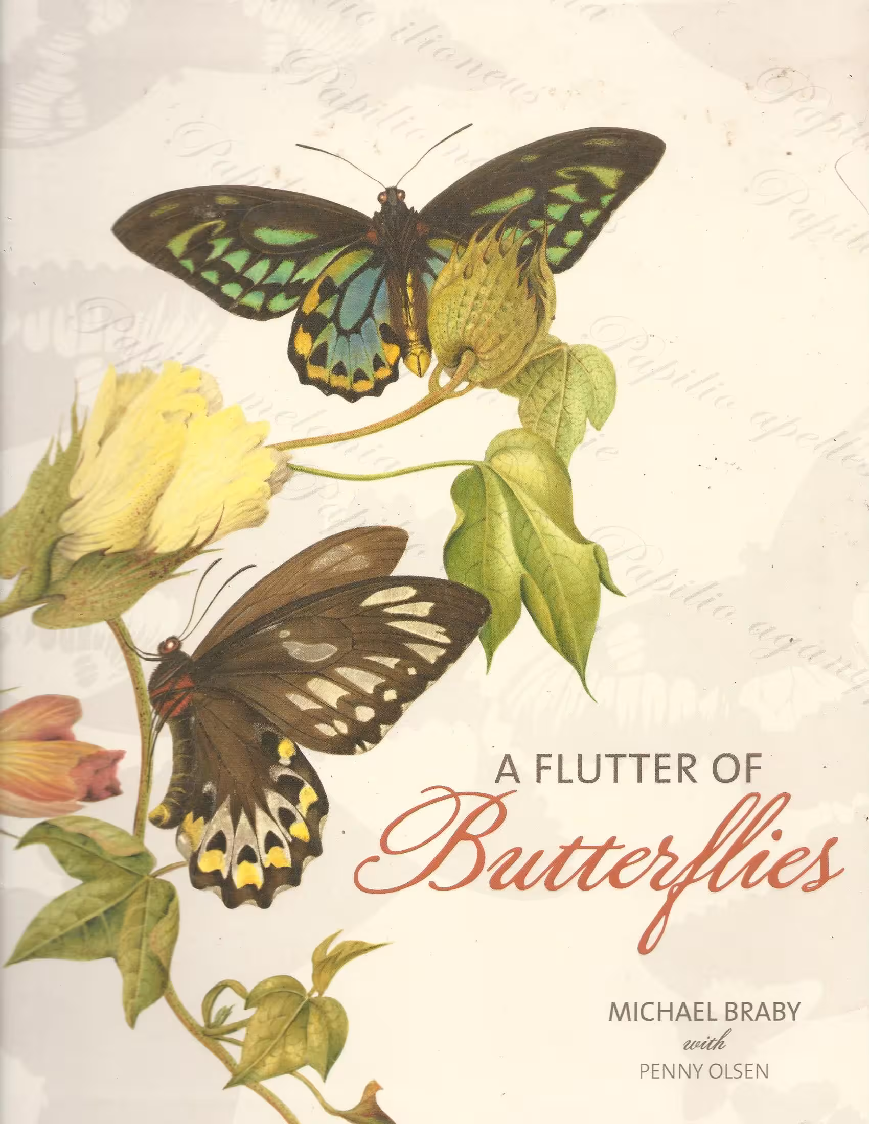 A Flutter of Butterflies