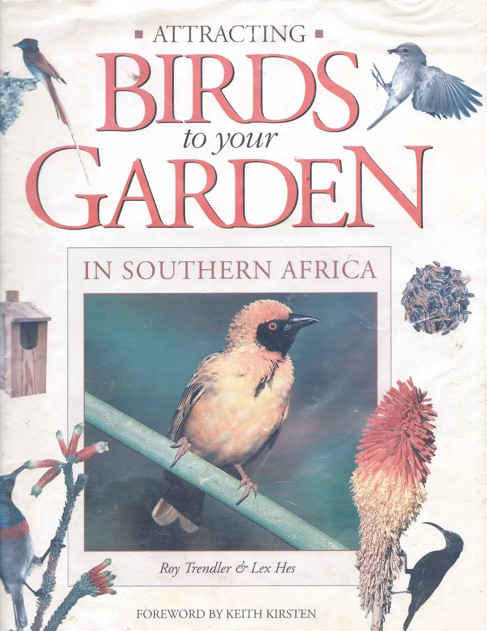 Attracting Birds to Your Garden in Southern Africa