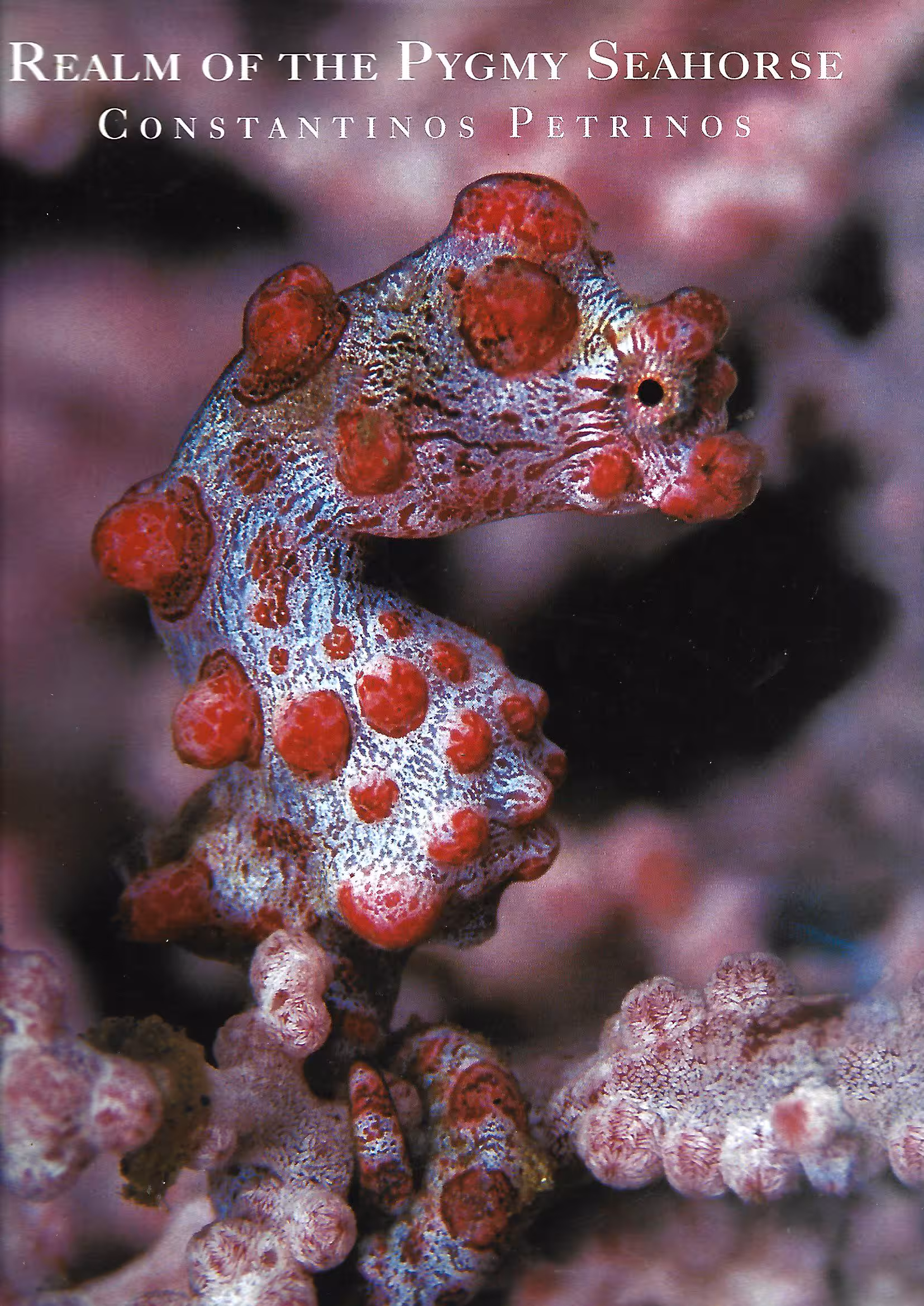 Realm of the Pygmy Seahorse