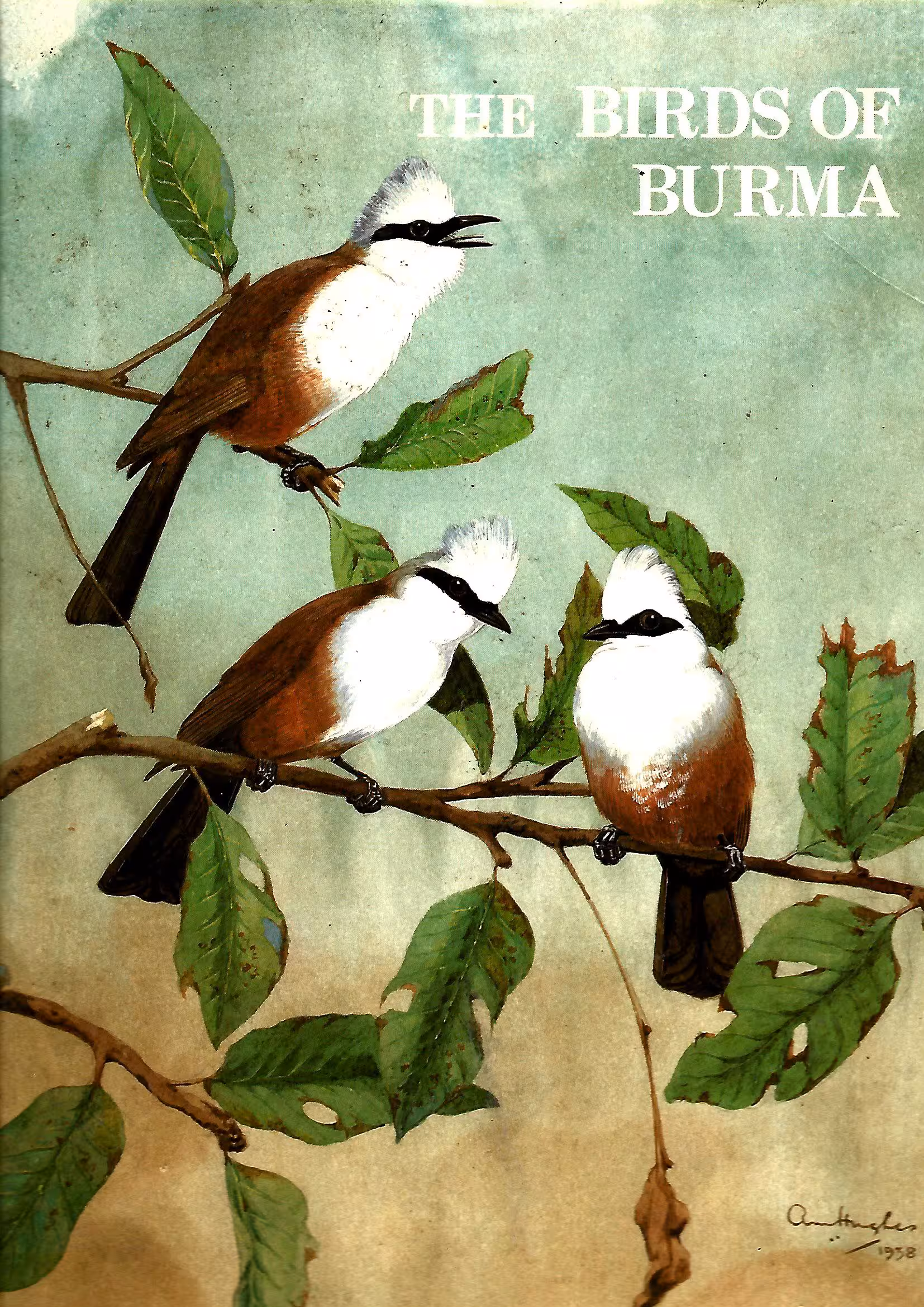 The Birds of Burma, World of Ornithology