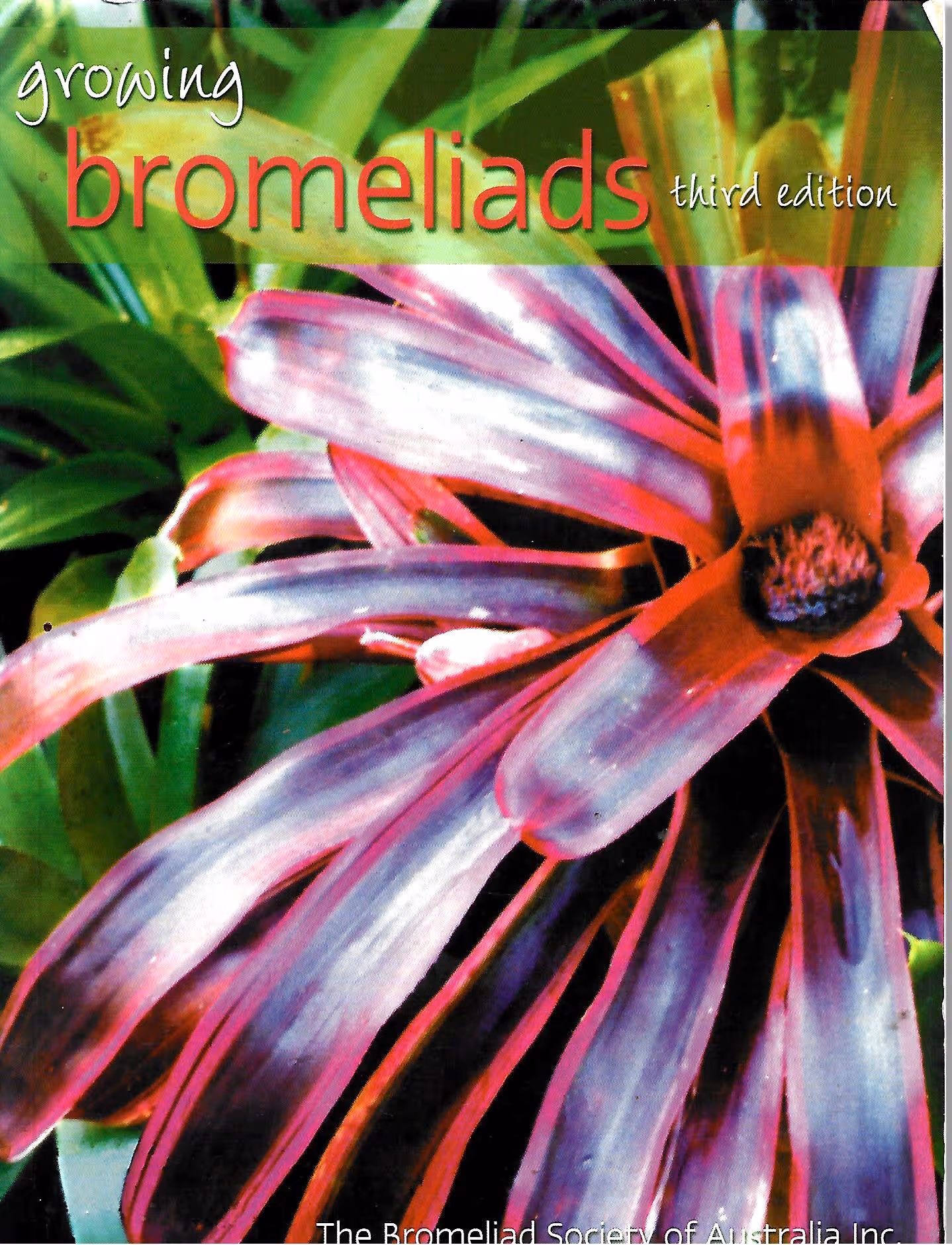 Growing Bromeliads