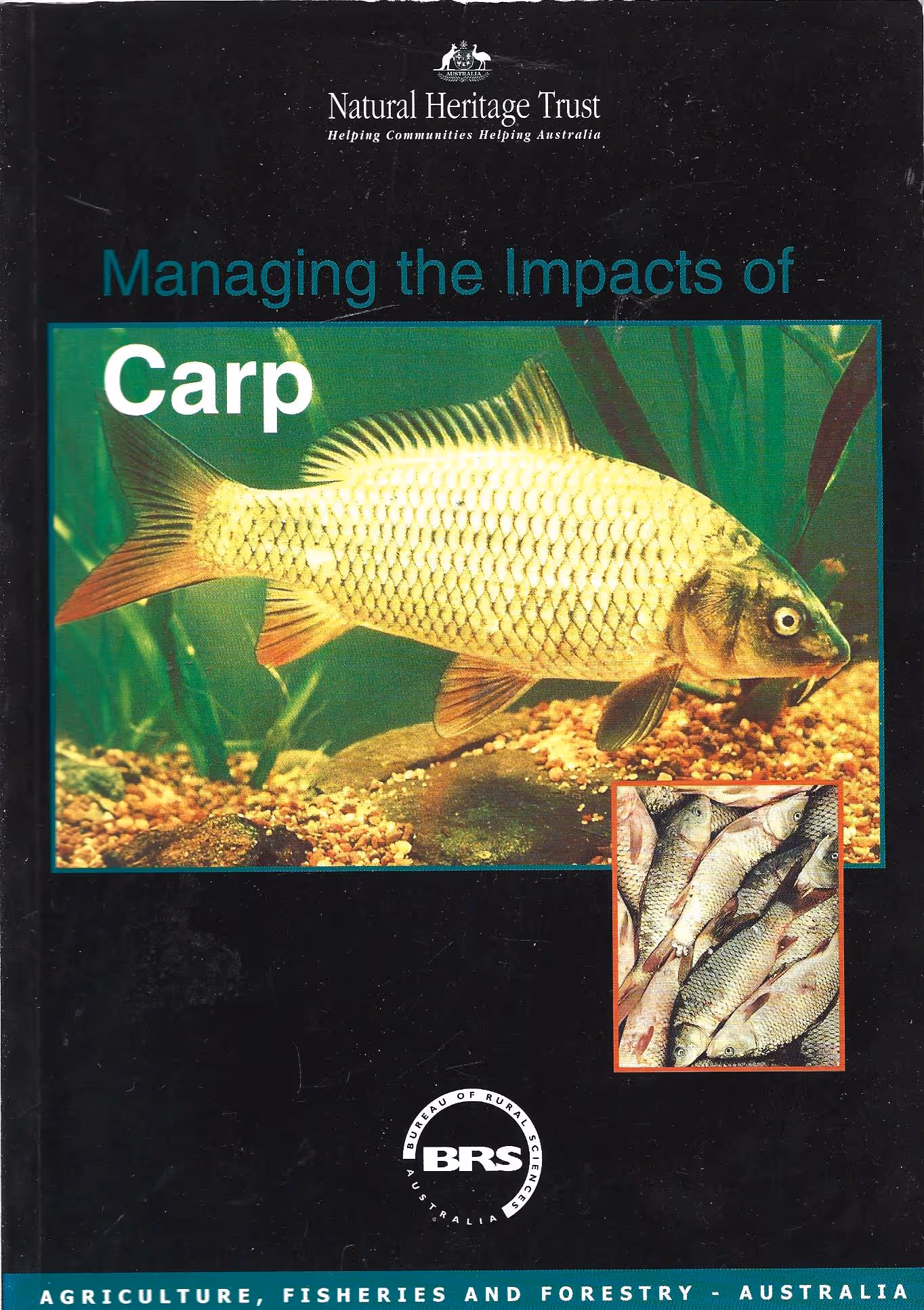 Managing the Impacts of Carp